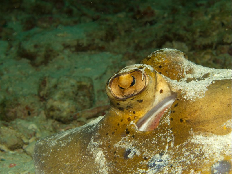 Blue spotted sting ray